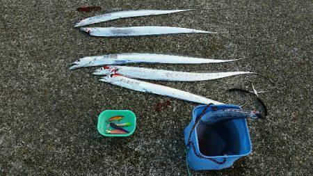 南甲子園浜。今日もタチナブラ。引き続き好調です。